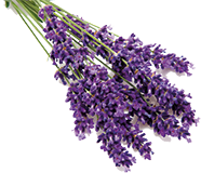 Lavendel